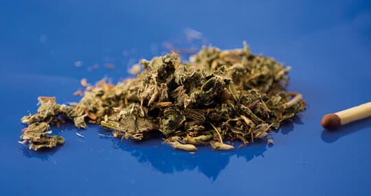 Cannabis